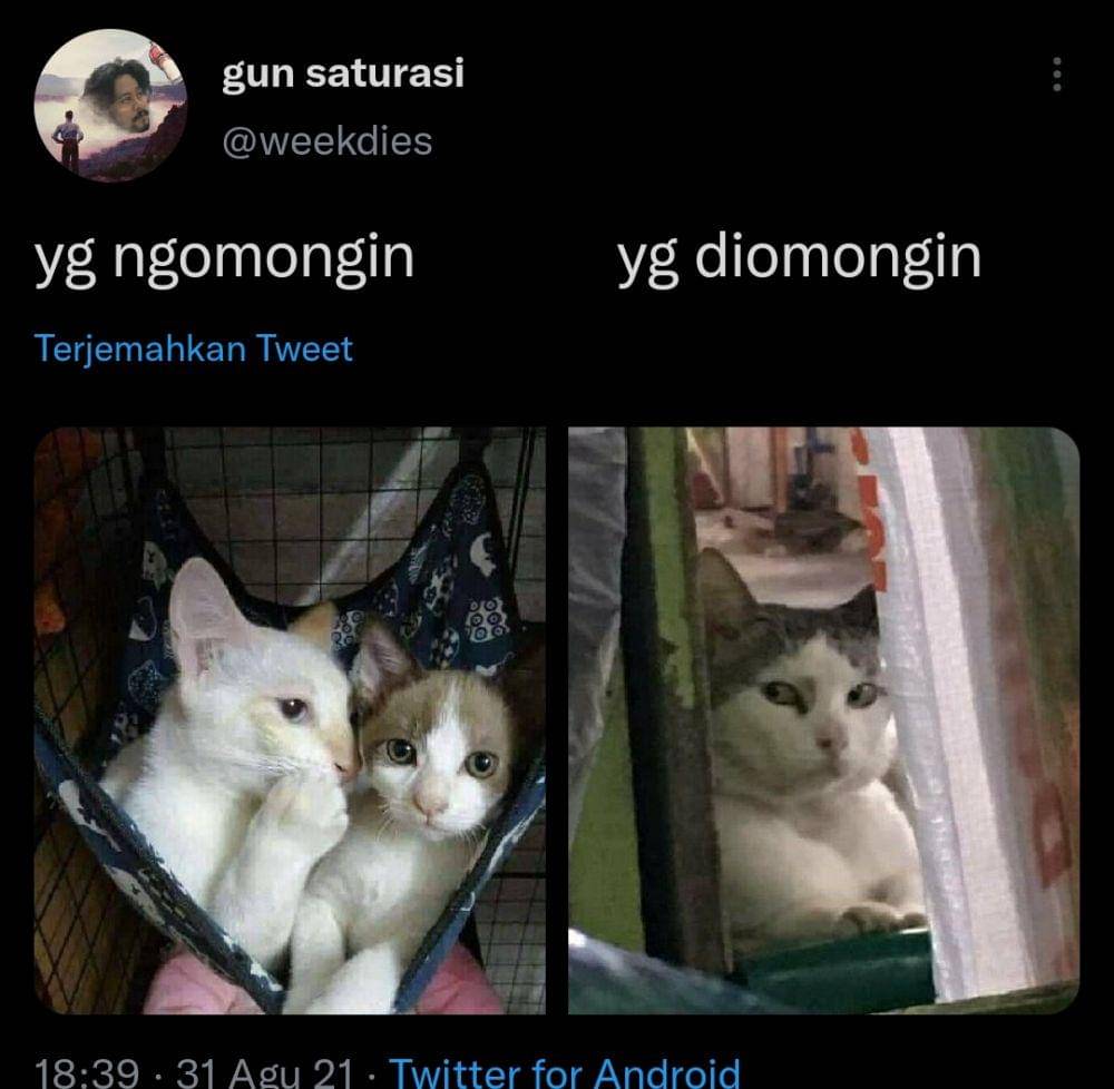 kucing gosip (twitter.com/weekdies)