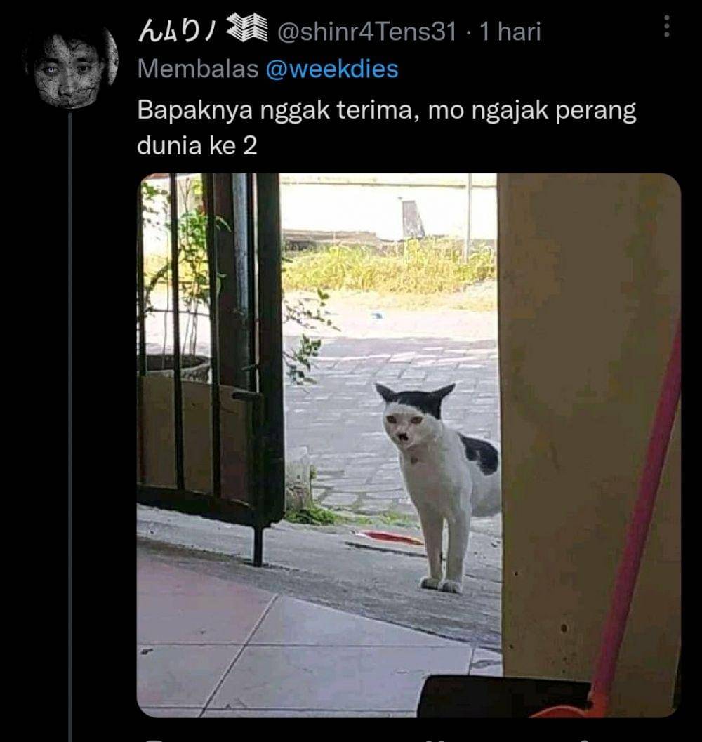 kucing gosip (twitter.com/shinr4Tens31)