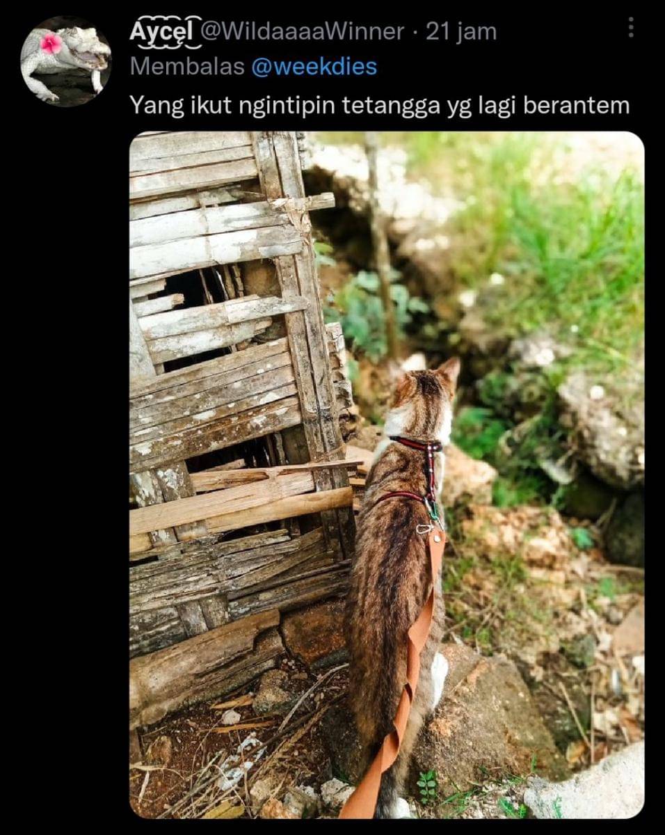 kucing gosip (twitter.com/WildaaaaWinner)