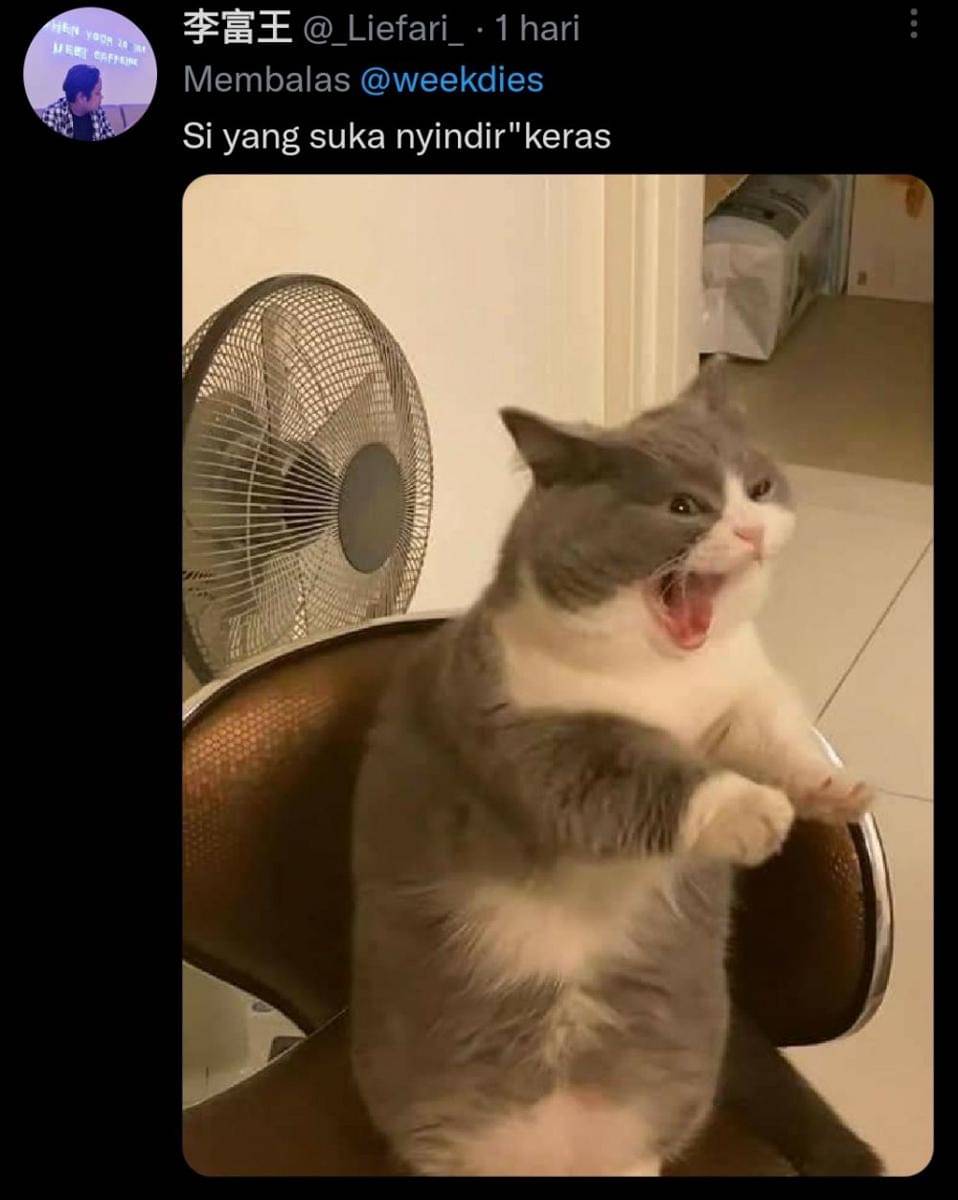 kucing gosip (twitter.com/_Liefari_)