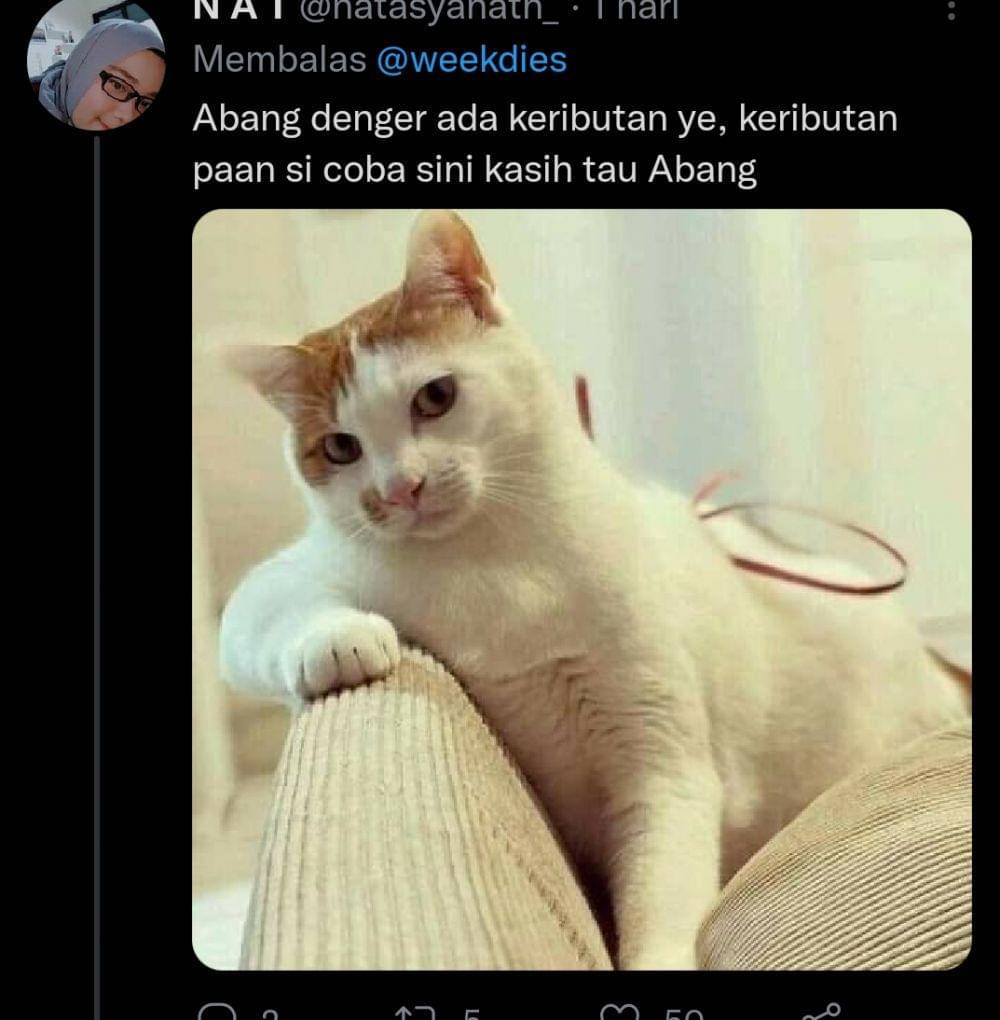 kucing gosip (twitter.com/natasyanath_)