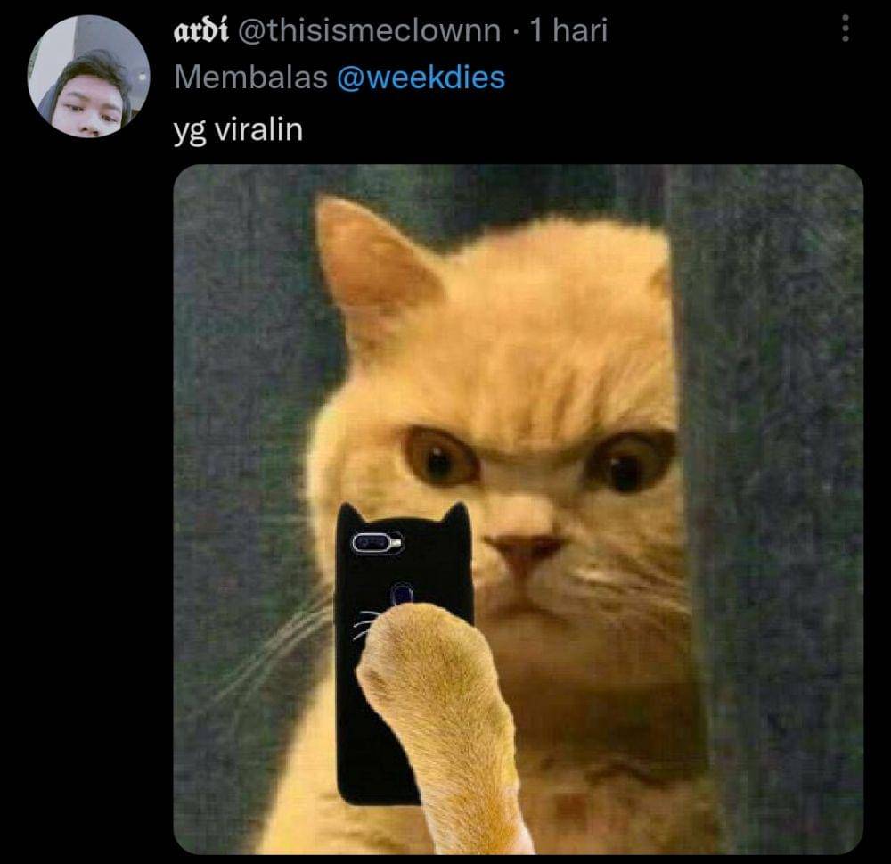 kucing gosip (twitter.com/thisismeclownn)