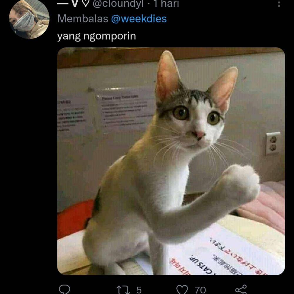 kucing gosip (twitter.com/cloundyl)