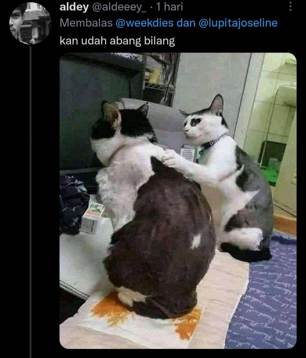 kucing gosip (twitter.com/aldeeey_))