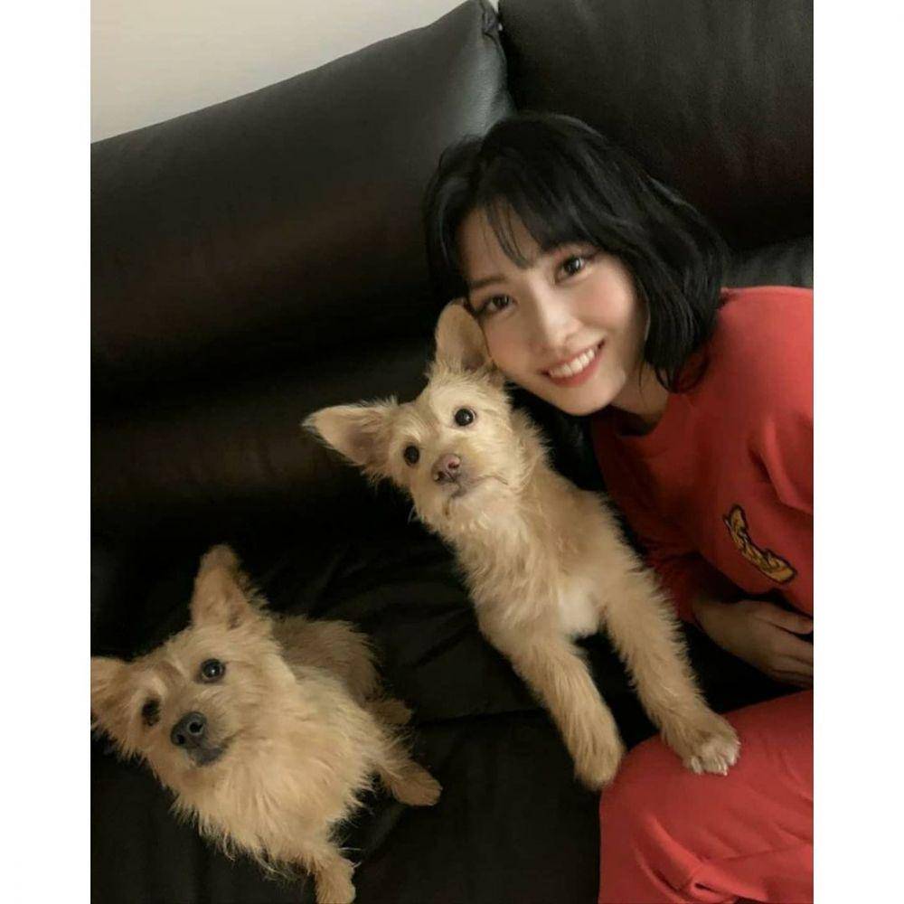 Momo TWICE dan hewan peliharaan (instagram.com/twicetagram)
