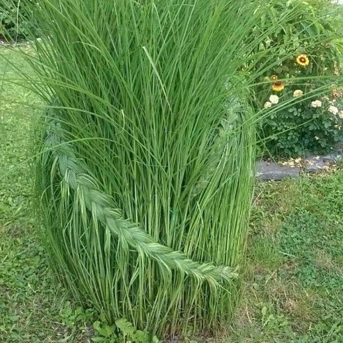 hal aneh di pekarangan rumah (instagram.com/shitgardens)