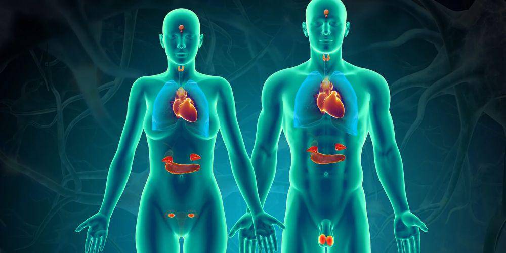 ilustrasi sistem endokrin (hormone.org)