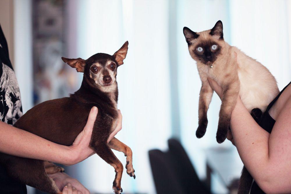 3 Anggapan Keliru tentang Steril pada Anjing dan Kucing