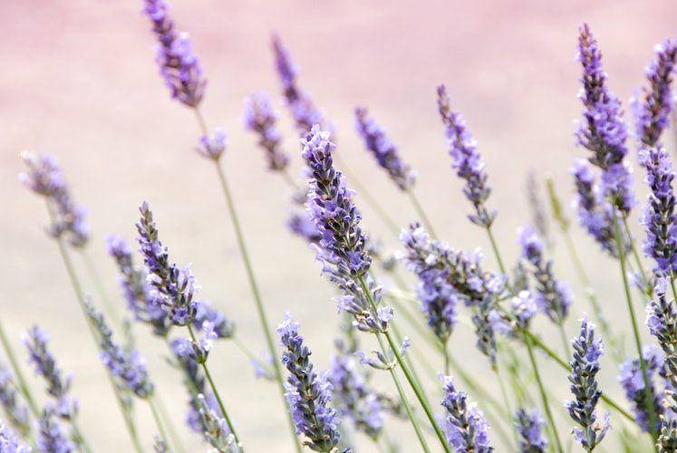potret lavender (unsplash.com/Janine Joles)