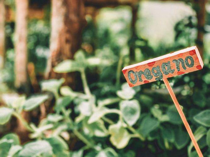 ilustrasi oregano (unsplash.com/Dayana Brooke)