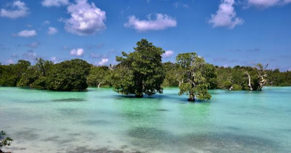 Impor Garam Dilarang, Pulau Rote Ditetapkan Jadi Sentra Produksi