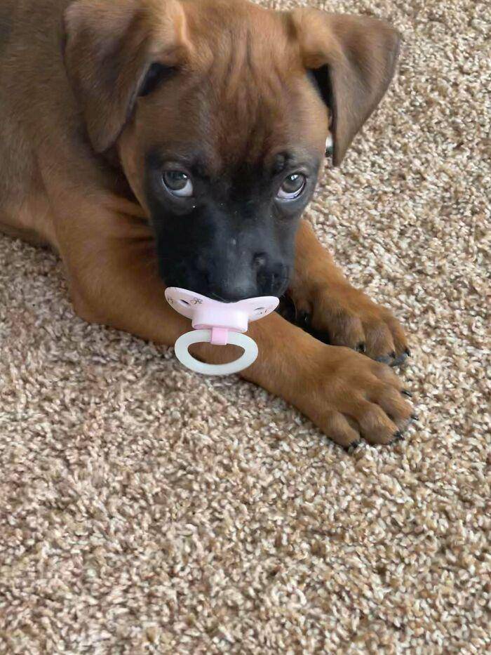 aksi kocak anjing di dalam rumah (reddit.com/smjh_genx)