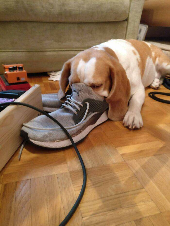 aksi kocak anjing di dalam rumah (reddit.com/redhotsilipeppers)