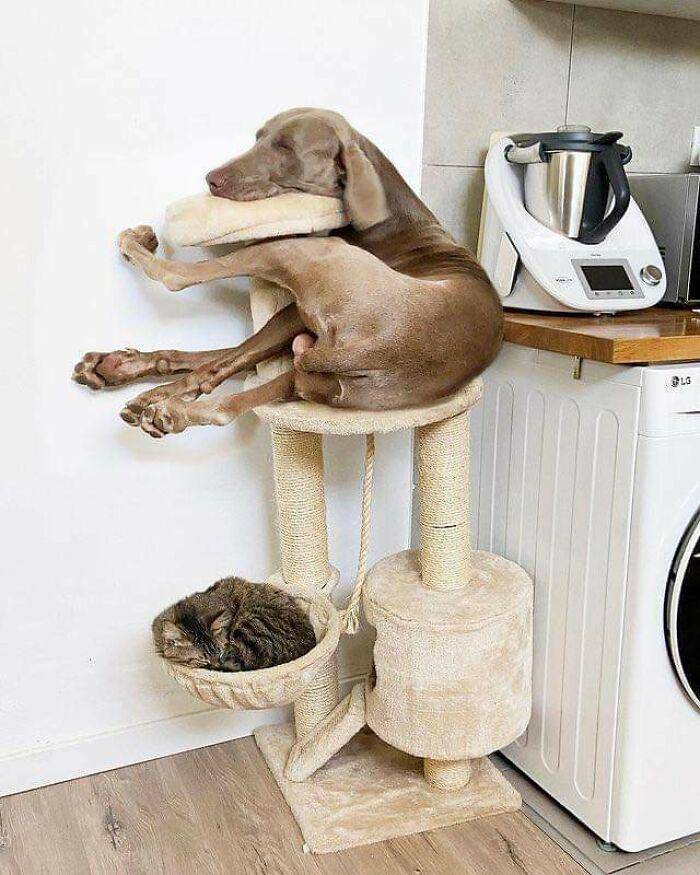 aksi kocak anjing di dalam rumah (reddit.com/AWU_Hades)