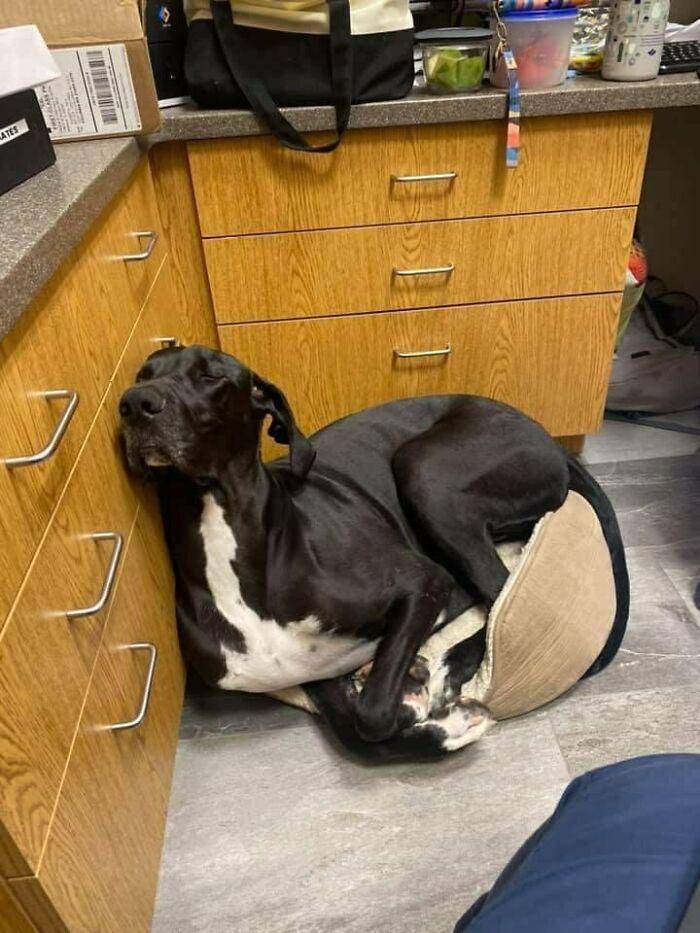aksi kocak anjing di dalam rumah (reddit.com/particular-ant387)