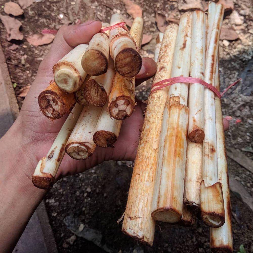 ilustrasi umbut rotan (instagram.com/infokalteng)