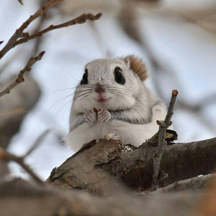 hewan dalam kondisi hidup paling bahagia (instagram.com/thesnugg via boredpanda.com)