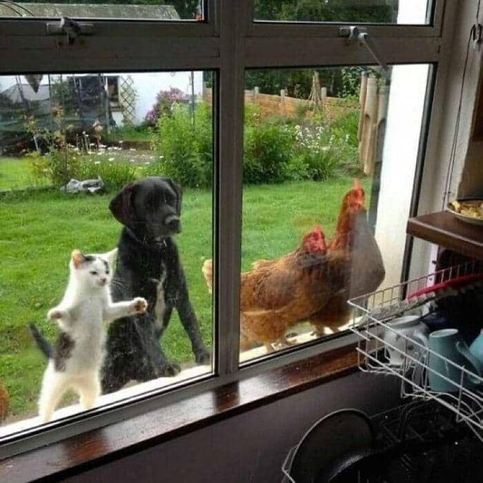 hewan dalam kondisi hidup paling bahagia (instagram.com/thesnugg via boredpanda.com)
