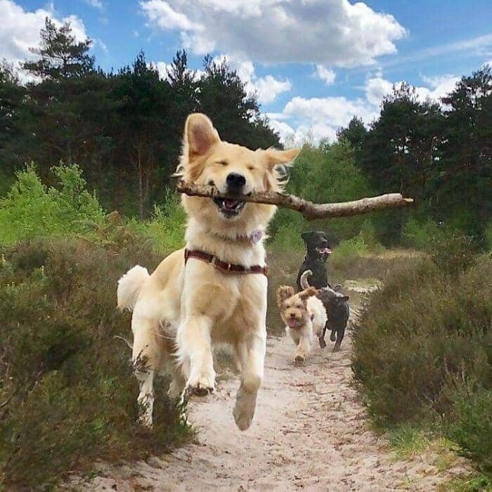 hewan dalam kondisi hidup paling bahagia (instagram.com/thesnugg via boredpanda.com)