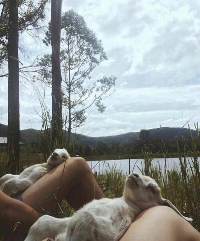 hewan dalam kondisi hidup paling bahagia (instagram.com/thesnugg via boredpanda.com)