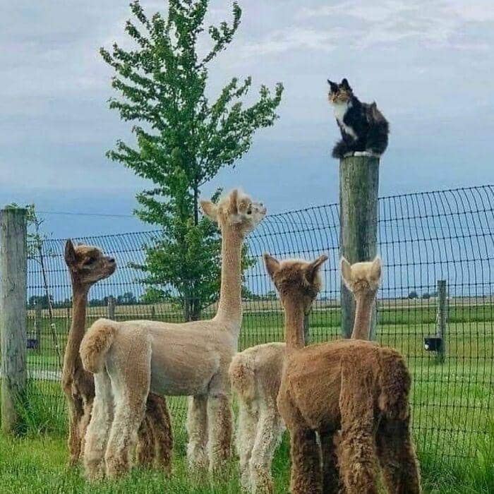 hewan dalam kondisi hidup paling bahagia (instagram.com/thesnugg via boredpanda.com)