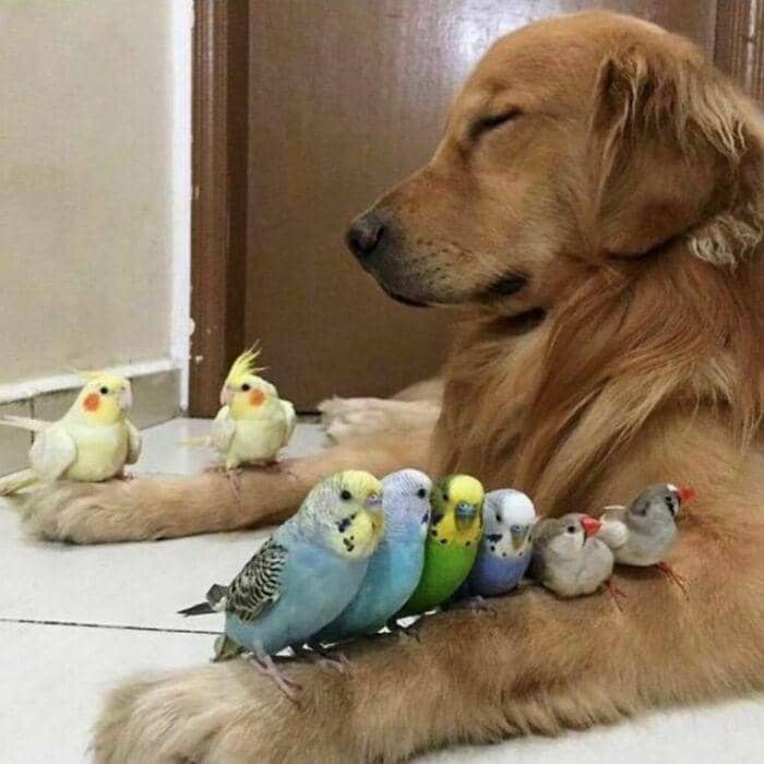 hewan dalam kondisi hidup paling bahagia (instagram.com/thesnugg via boredpanda.com)