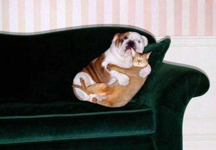 hewan dalam kondisi hidup paling bahagia (instagram.com/thesnugg via boredpanda.com)