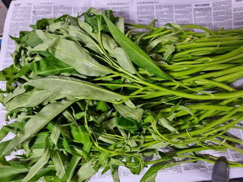 Ilustrasi kangkung (instagram.com/jworldmart)