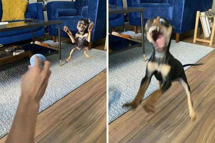 aksi kocak anjing di dalam rumah (reddit.com/AbrilPd)