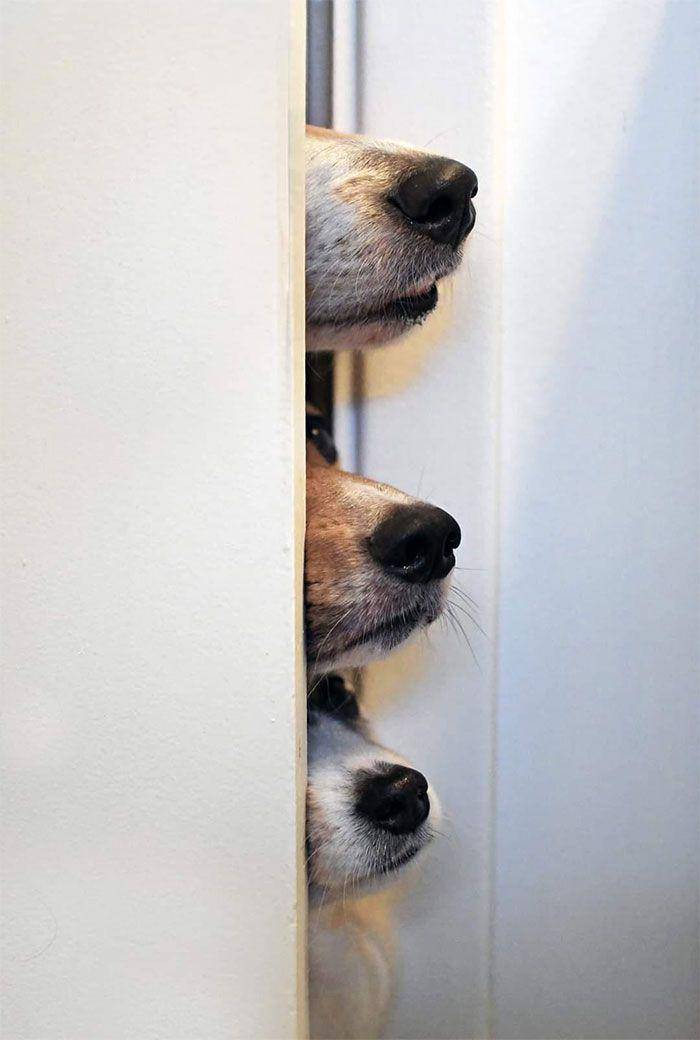 aksi kocak anjing di dalam rumah (reddit.com/ifallupthestairsalot)