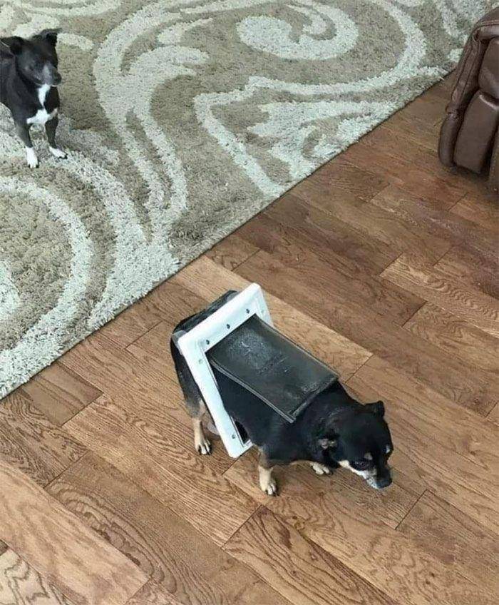 aksi kocak anjing di dalam rumah (reddit.com/__zach_b)