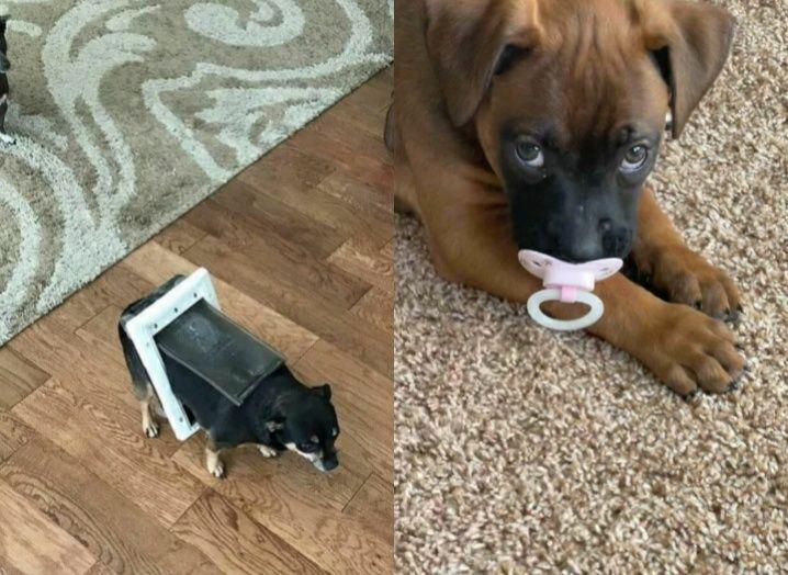 10 Aksi Lucu Anjing Saat di Dalam Rumah, Kocak Banget!