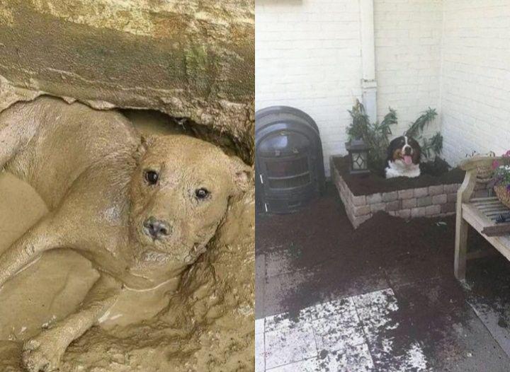 10 Momen Kocak Anjing Main di Halaman, Bikin Tepok Jidat!