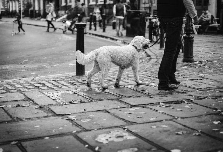 ilustrasi anjing dan pemiliknya di jalanan (unsplash.com/Clem Onojeghuo)