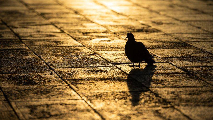 burung merpati (unsplash.com/Birger Strahl)