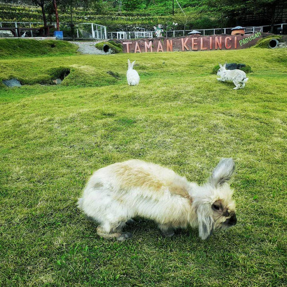 Taman Kelinci Padusan (instagram.com/wisataxkita)