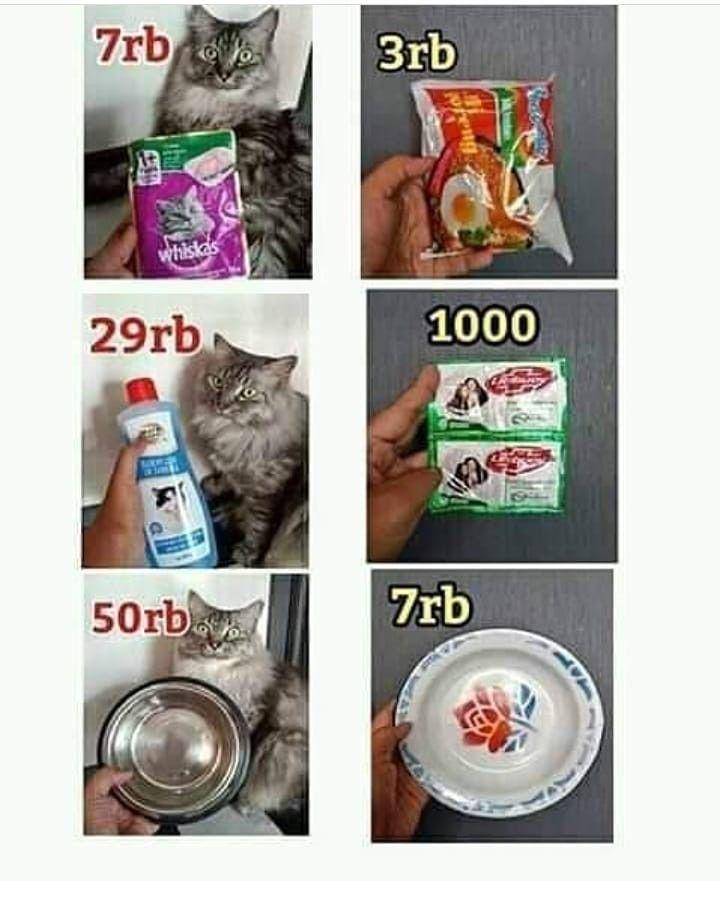 meme kucing (instagram.com/recehan_netizen)