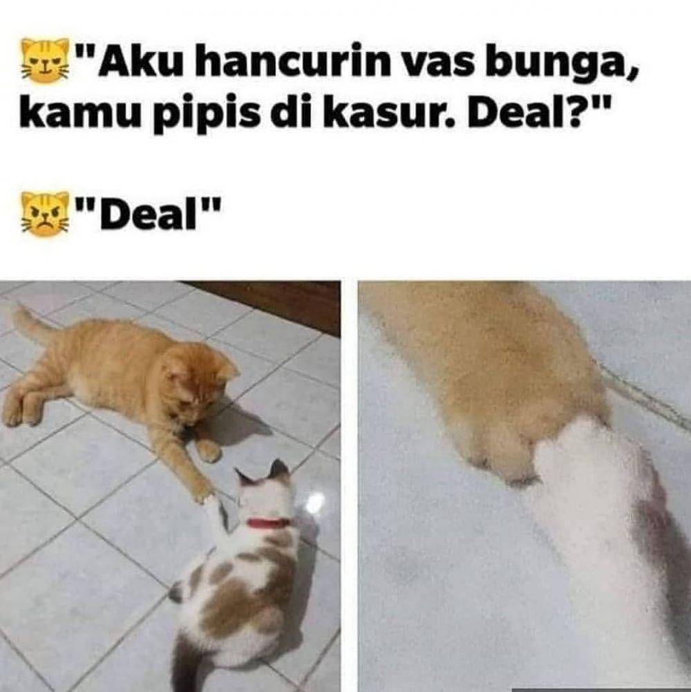 meme kucing (instagram.com/kucinglucucomel)