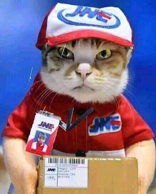 meme kucing (instagram.com/kucing_cakep99)