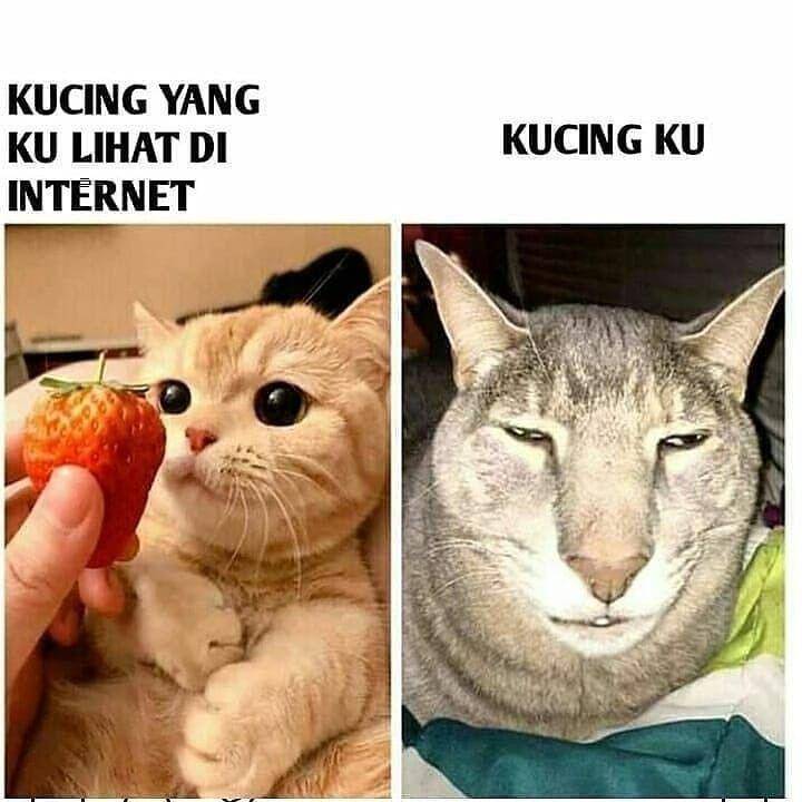 meme kucing (instagram.com/kucinglucucomel)