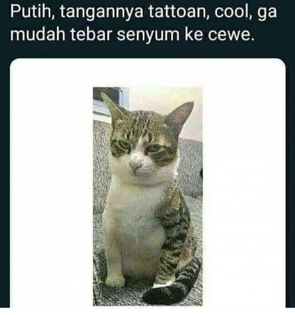 meme kucing (instagram.com/recehan_netizen)