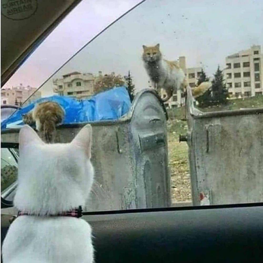 meme kucing (instagram.com/kucing_cakep99)