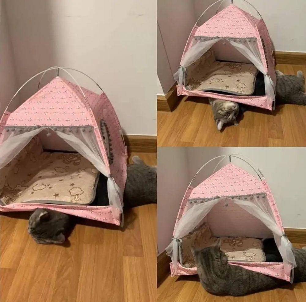 meme kucing (instagram.com/sukameow_)