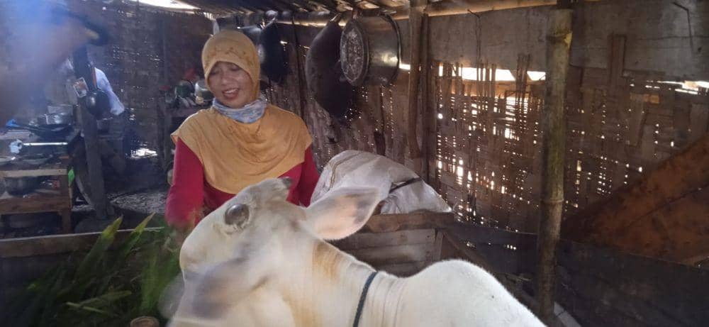 Sukarti saat memberi makan ternak sapi di Grobogan (dok. Radio Republik Indonesia)