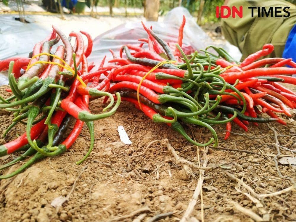 Mau Belanja, Ini Daftar Harga Cabai dan Pangan di Bali 4 Mei 2026