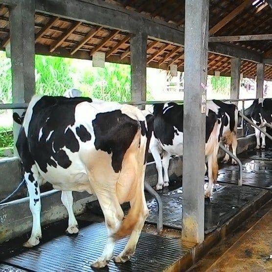 Agrowisata Sapi Perah (instagram.com/jelajahjejakkakiku)