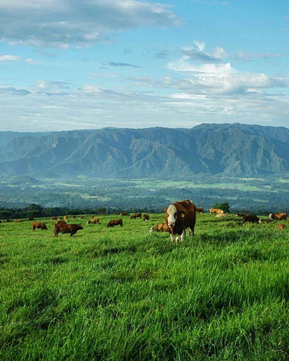 Padang Mangateh (instagram.com/westsumatra_ssci)