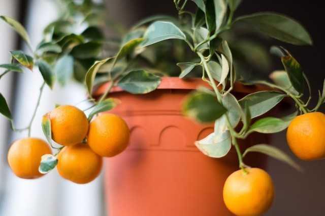 ilustrasi calamondin (gardeningknowhow.com/Valeriya)