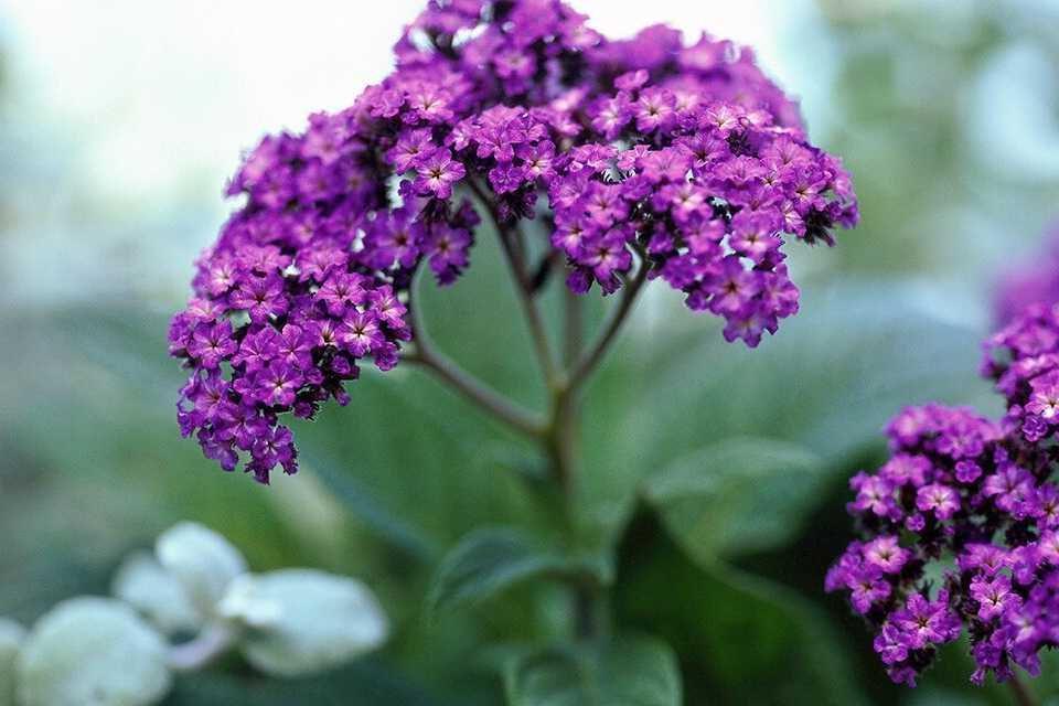 ilustrasi 'Marino Blue' Heliotrope (bhg.com/HELEN NORMAN)