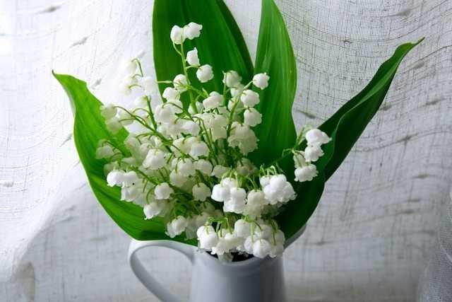 ilustrasi lily of the valley (unsplash.com/Julia Kicova)